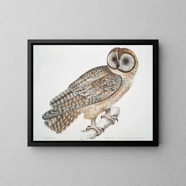Chinesische Eulen-Gemälde Strix sinensis - John Edward Gray — gerahmtes Bild an der Wand