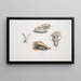 Civette à collier Mydaus collaris Crâne et tête - John Edward Gray — gerahmtes Bild an der Wand