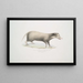 Civette à collier Mydaus collaris - John Edward Gray — gerahmtes Bild an der Wand