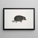 Igel mit Halsband Erinaceus collaris - John Edward Gray — gerahmtes Bild an der Wand