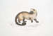 Crosss Paradoxurus Paradoxurus Crossii - John Edward Gray — Ansicht des Kunstwerks