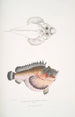 Poisson-cochon déformé Synanaceia grossa Singapur - John Edward Gray — Ansicht des Kunstwerks