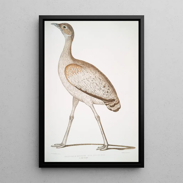 John Edward Gray - Delicious Bustard Otis deliciosa Female.webp