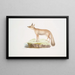 Renard du Doab Canis Vulpes rufescens femelle - John Edward Gray — gerahmtes Bild an der Wand