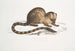 Paradoxurus paradoxurus Hamiltonii du Dr Hamilton - John Edward Gray — Ansicht des Kunstwerks