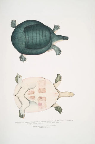 John Edward Gray - Egyptian Trionyx Tryonix gyptiacus var Indica Ganges called Sewteree sometimes grows to 240 lbs.webp