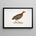 Perdrix à yeux Perdix oculea Größe naturgetreu Bengalen - John Edward Gray — gerahmtes Bild an der Wand