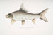Carpe rocheuse falciforme Cyprinus Bangana falcata - John Edward Gray — Ansicht des Kunstwerks