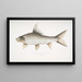 Carpe rocheuse falciforme Cyprinus Bangana falcata - John Edward Gray — gerahmtes Bild an der Wand