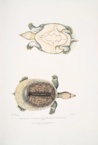 John Edward Gray - Flat Trionyx Tryonix subplanus.webp
