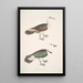 Sarcelle Girra Anas girra männlich und weiblich - John Edward Gray — gerahmtes Bild an der Wand