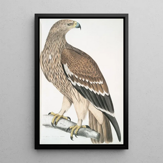 John Edward Gray - Golden Eagle Aquilla imperialis Female.webp