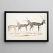 Antilope indienne Antilope cervicapra 1 Junges im Januar 1822 2 dasselbe Individuum Ende Oktober 1823 3 Erwachsener - John Edward Gray — gerahmtes Bild an der Wand