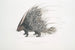 Igel mit indischer Mähne Hystrix cristata - John Edward Gray — Ansicht des Kunstwerks