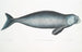 Dugong indisch Halicora Dugung - John Edward Gray — Ansicht des Kunstwerks