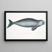Dugong indisch Halicora Dugung - John Edward Gray — gerahmtes Bild an der Wand