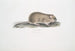 Maus der Felder indische Arvicola Indica - John Edward Gray — Ansicht des Kunstwerks