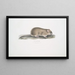 Maus der Felder indische Arvicola Indica - John Edward Gray — gerahmtes Bild an der Wand