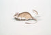 Ratte Gerboise Indien Gerbillus Indicus - John Edward Gray — Ansicht des Kunstwerks