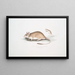 Ratte Gerboise Indien Gerbillus Indicus - John Edward Gray — gerahmtes Bild an der Wand