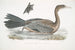 Cormoran javanais Crabo Carbo Javannica - John Edward Gray — Ansicht des Kunstwerks