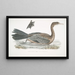 Cormoran javanais Crabo Carbo Javannica - John Edward Gray — gerahmtes Bild an der Wand