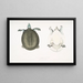 Trionyx javanais - John Edward Gray — gerahmtes Bild an der Wand