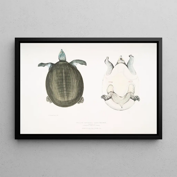 John Edward Gray - Javan Trionyx Trionyx Javanicus.webp
