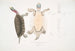Kachuga Terrapin Emys Kachuga - John Edward Gray — Ansicht des Kunstwerks