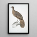 Faisan paon ligné Polyplectron lineatum - John Edward Gray — gerahmtes Bild an der Wand