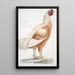 Coq de Malabar Gallus gigantea taille naturelle - John Edward Gray — gerahmtes Bild an der Wand