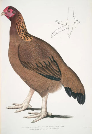 John Edward Gray - Malabar Hen Gallus giganteus Common in Doab.webp