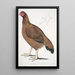 Poule de Malabar Gallus giganteus commun dans le Doab - John Edward Gray — gerahmtes Bild an der Wand