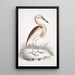 Heron mit braunem Rücken Ardea Grayii - John Edward Gray — gerahmtes Bild an der Wand