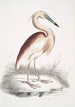 Heron mit braunem Rücken Ardea Grayii - John Edward Gray — Ansicht des Kunstwerks