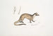 Paradoxure maskiert Paradoxurus Viverra Larvatus - John Edward Gray — Ansicht des Kunstwerks