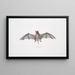 Murine Dysopes Dysopes Murinus - John Edward Gray — gerahmtes Bild an der Wand