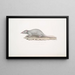 Musaraigne musquée Sorex myosurus - John Edward Gray — gerahmtes Bild an der Wand