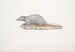 Musaraigne musquée Sorex myosurus - John Edward Gray — Ansicht des Kunstwerks