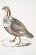 Fasan Tetraogallus Nigellii adulte Himalaya-Berge - John Edward Gray — Ansicht des Kunstwerks