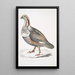 Fasan Tetraogallus Nigellii adulte Himalaya-Berge - John Edward Gray — gerahmtes Bild an der Wand