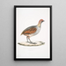 Perdrix olive Perdix olivacea - John Edward Gray — gerahmtes Bild an der Wand