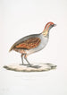 Perdrix olive Perdix olivacea - John Edward Gray — Ansicht des Kunstwerks