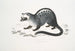 Paradoxe de Pallas, Paradoxurus Pallasii, Indien - John Edward Gray — Ansicht des Kunstwerks