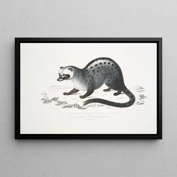 John Edward Gray - Pallass Paradoxurus Paradoxurus Pallasii India.webp