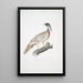 Faisan Pucras Phasianus Pucrasia - John Edward Gray — gerahmtes Bild an der Wand
