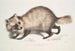 Chinesisches Gemälde eines Hundes mit Waschbärgesicht Canis procyonoides - John Edward Gray — Ansicht des Kunstwerks