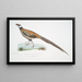 Faisan de Reeves, Phasianus reevesii - John Edward Gray — gerahmtes Bild an der Wand