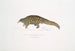 Pangolin à queue courte Manis brachyura - John Edward Gray — Ansicht des Kunstwerks