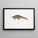 Pangolin à queue courte Manis brachyura - John Edward Gray — gerahmtes Bild an der Wand